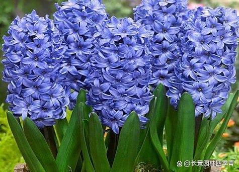 风信子喜阴还是喜阳缩略图
