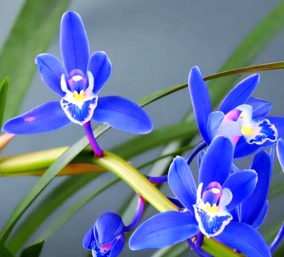 醉玲珑兰花缩略图
