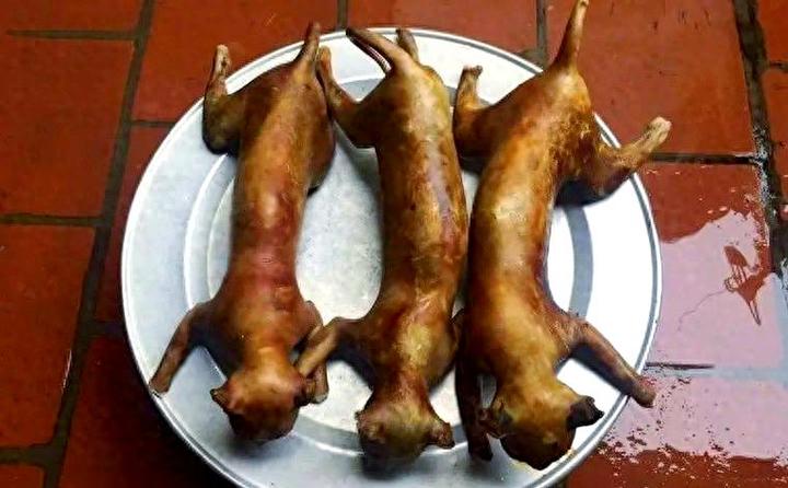 猫肉怎么吃最好吃游戏截图