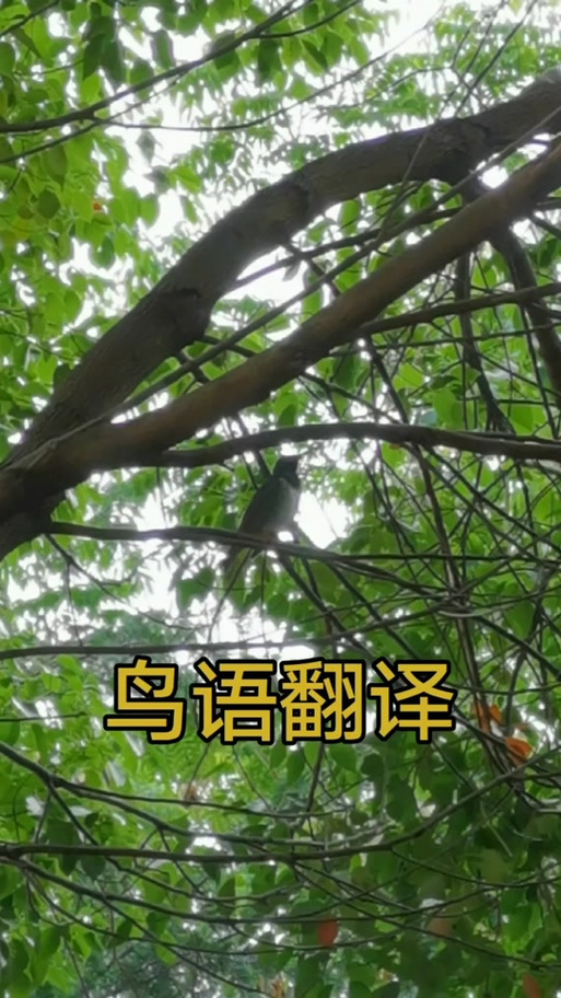 鸟语翻译成中文游戏截图