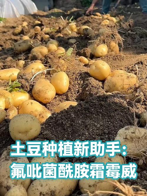 土豆app是干嘛的缩略图