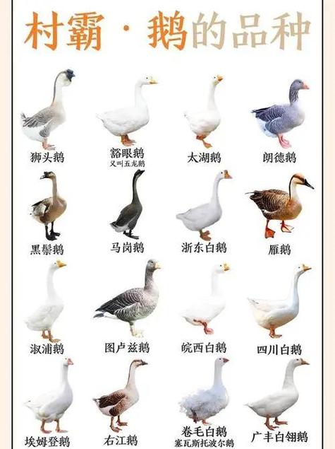 40种鹅品种图片缩略图