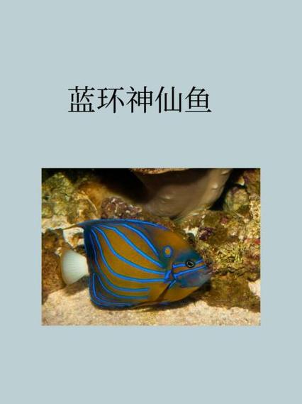 仙家蓝色一般人不敢惹缩略图