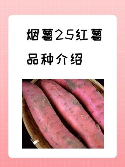 地瓜的介绍缩略图