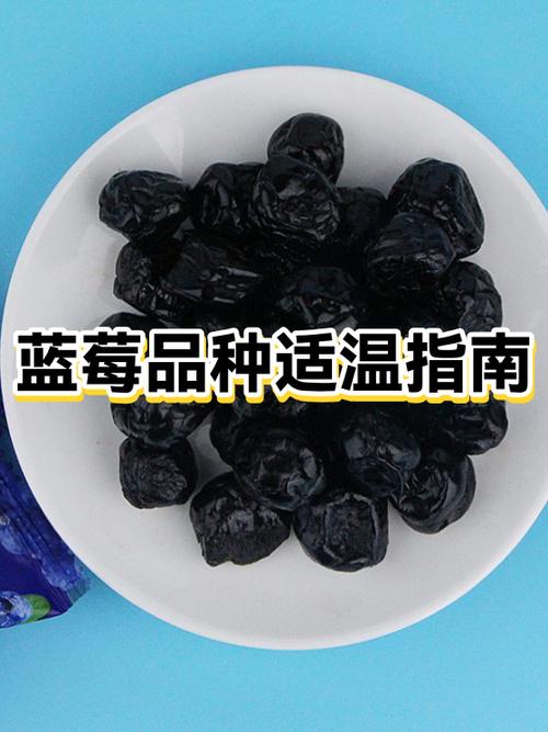 耐寒的蓝莓品种游戏截图