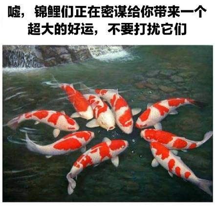 锦鲤好运句子缩略图