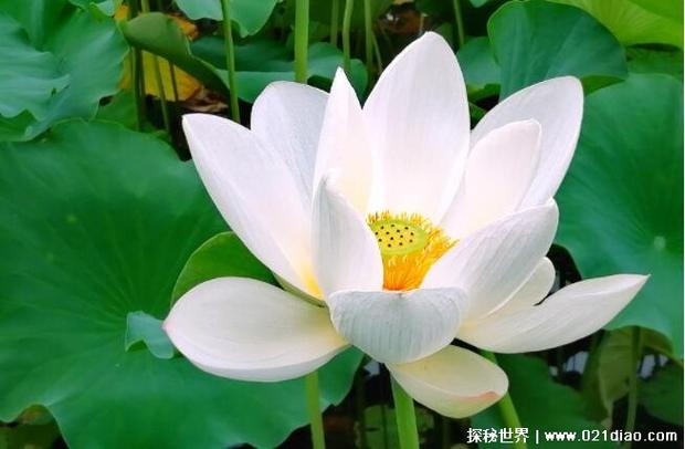 白莲花比喻什么女人缩略图