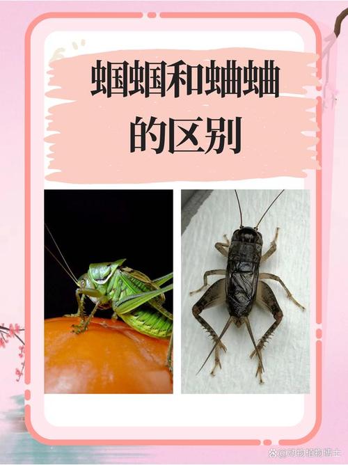 区分蛐蛐和蝈蝈的方法缩略图