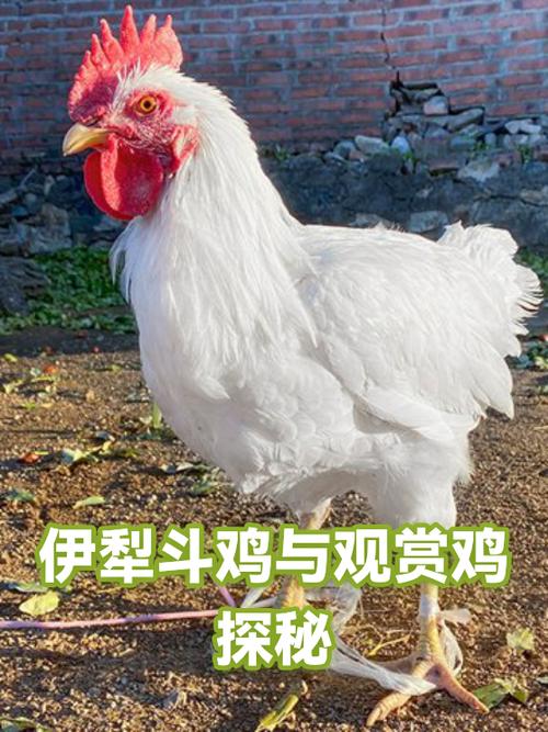 斗鸡一般寿命多长缩略图