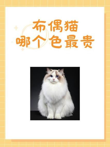 布偶猫最贵的颜色缩略图
