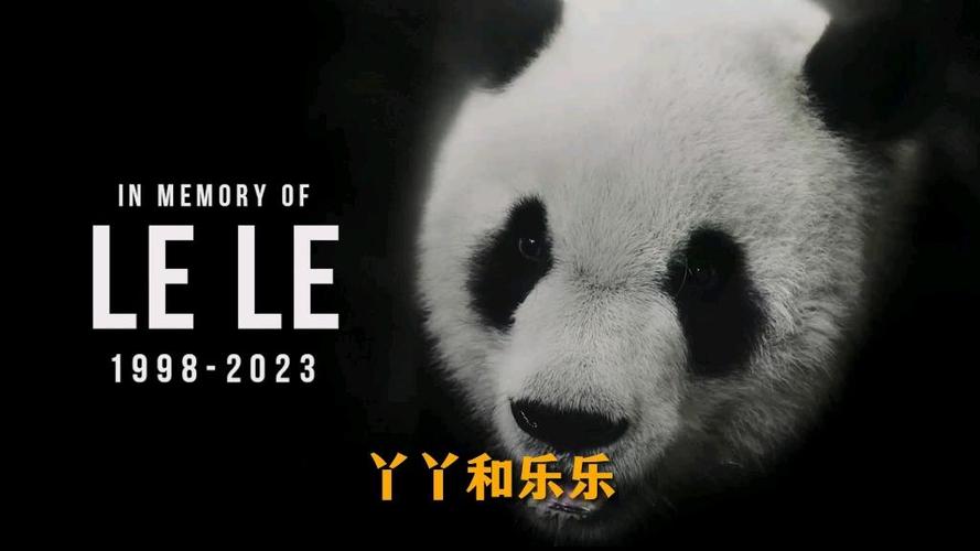 丫丫和乐乐什么关系缩略图