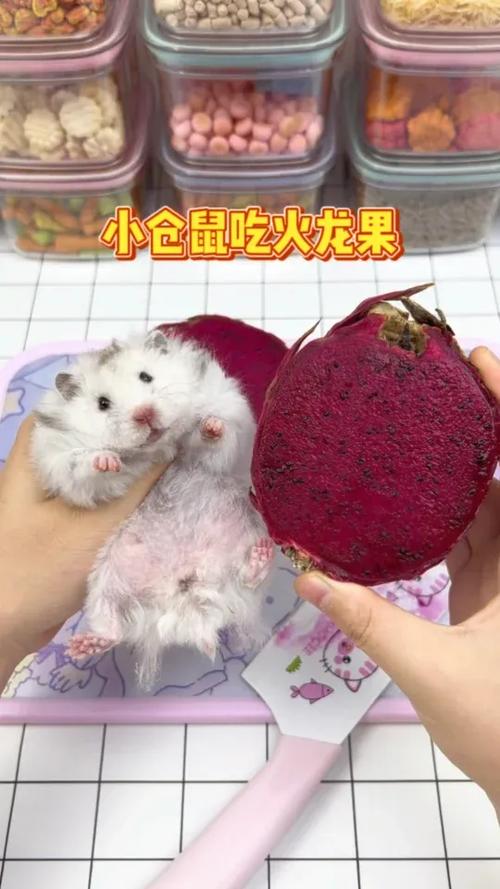小仓鼠最爱吃什么食物缩略图