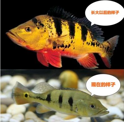 巴西亚鱼为何不建议养缩略图