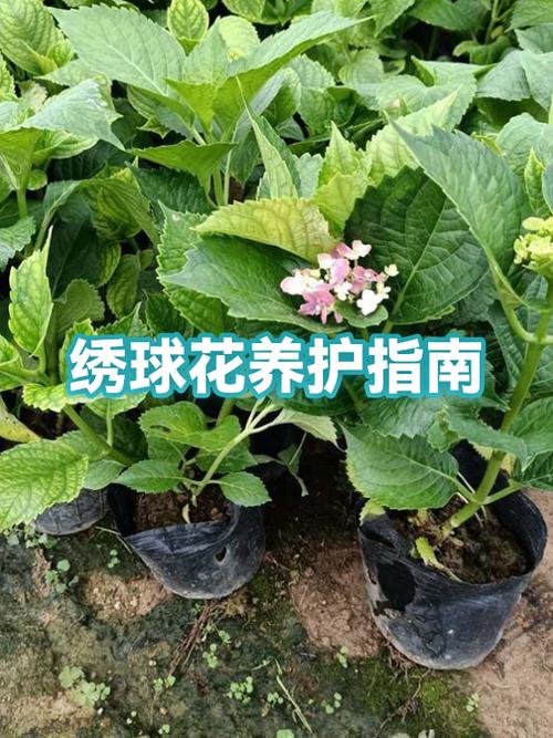 绣球花养缩略图