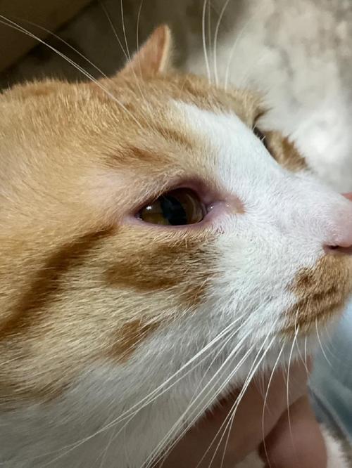 猫眼病是什么病缩略图