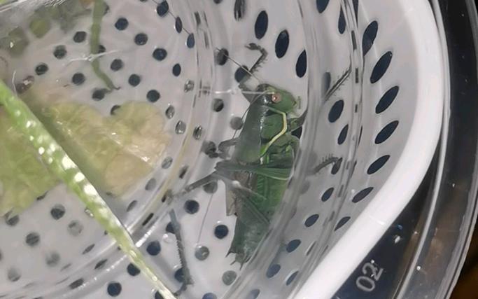 蝈蝈不叫怎么回事游戏截图