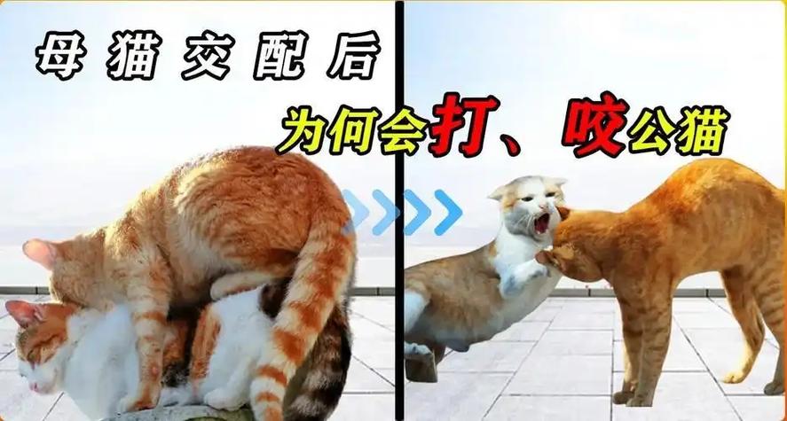 母猫声音吸引公猫游戏截图