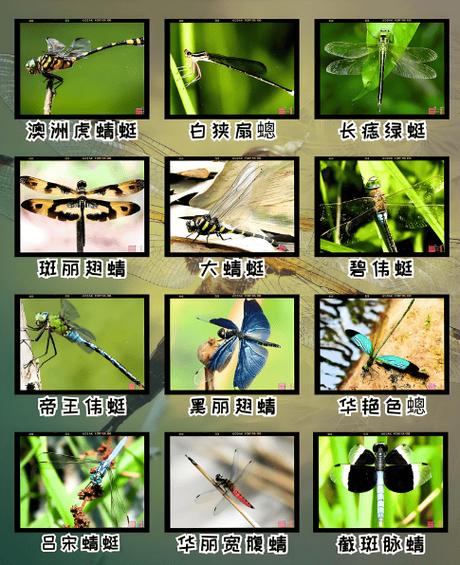 蜻蜓有多少种缩略图
