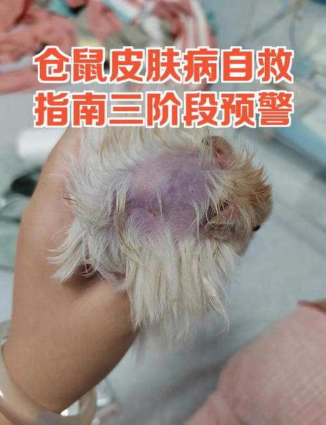 小仓鼠毛发湿怎么回事缩略图