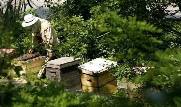 怎样把蜜蜂引进蜂箱视频游戏截图