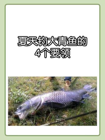 黑坑钓青鱼该调灵还是调顿缩略图