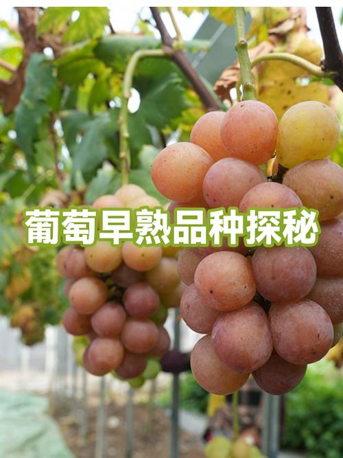 葡萄品种一览表游戏截图