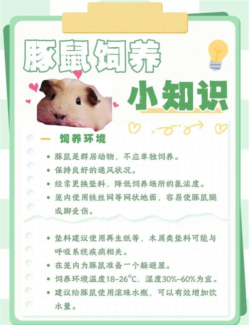 养豚鼠有什么好处游戏截图