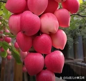像红苹果的叫什么水果缩略图