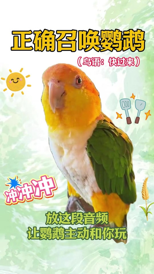 鸟语翻译器中文版游戏截图