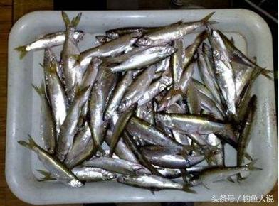 钓白条用什么饵料最好缩略图