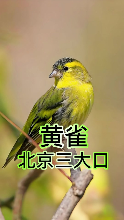 黄雀勾鸟叫声缩略图