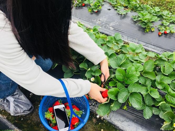 去摘草莓没洗干净就吃游戏截图
