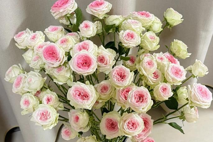 月季花是什么颜色缩略图