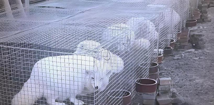 养殖狐狸一年利润缩略图