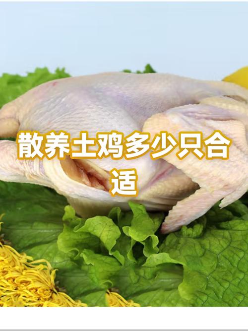 家里养几只鸡最好吉利缩略图