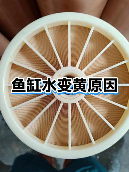 鱼缸水臭是什么原因造成的游戏截图