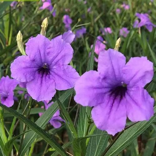 紫花芦莉图片大全缩略图