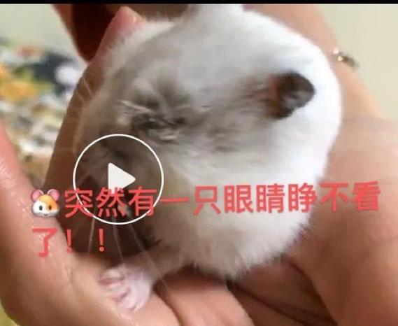 仓鼠眼睛长了瘤缩略图
