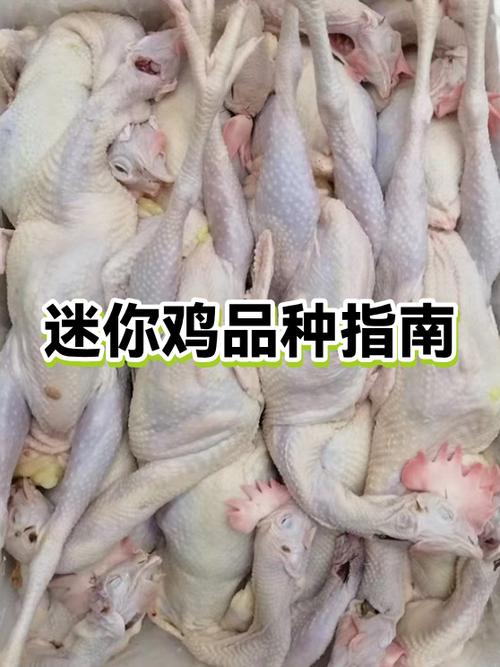 在迷你世界里怎么让鸡生出小鸡游戏截图