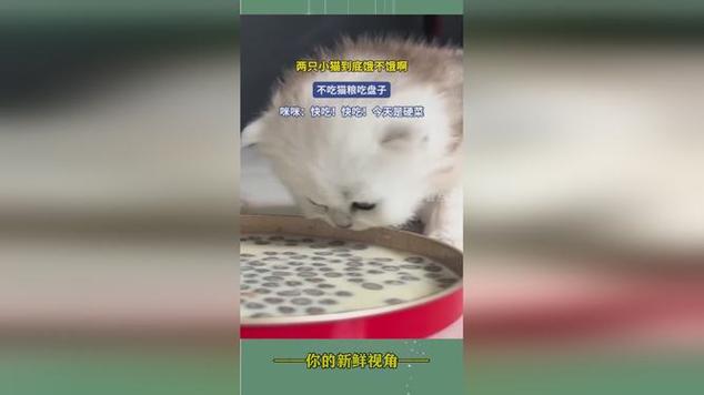 猫宁愿饿着也不吃猫粮只吃肉缩略图