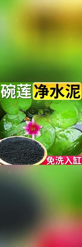 水草泥种睡莲图片大全缩略图