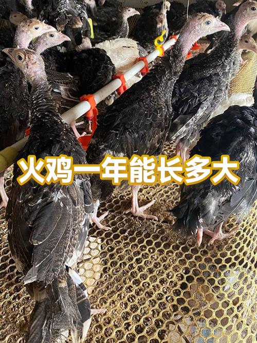 火鸡寿命多少年缩略图