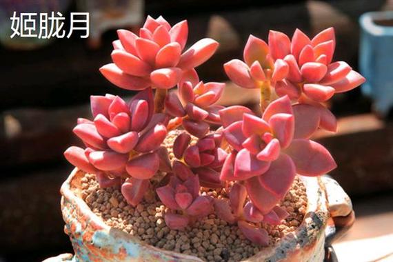 胧月是什么意思缩略图
