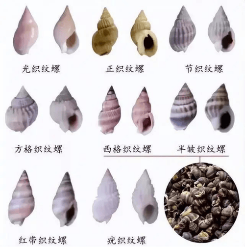 常见的海螺种类有哪些缩略图
