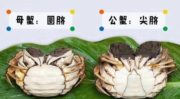 母螃蟹里面黑的是什么缩略图
