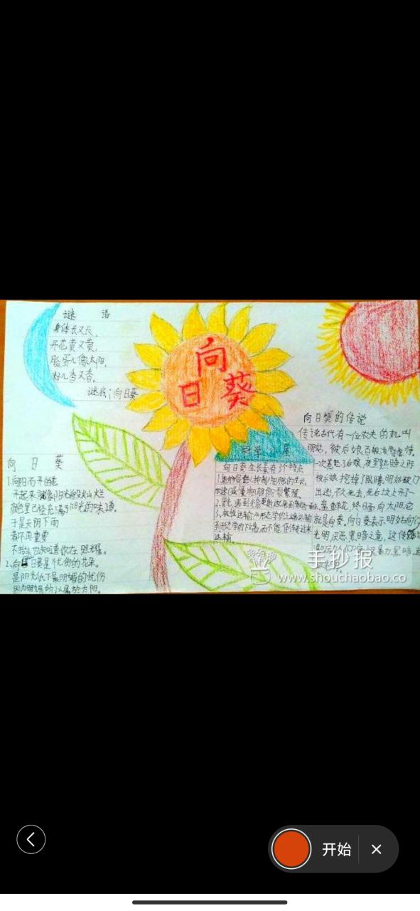 向日葵的知识资料大全缩略图