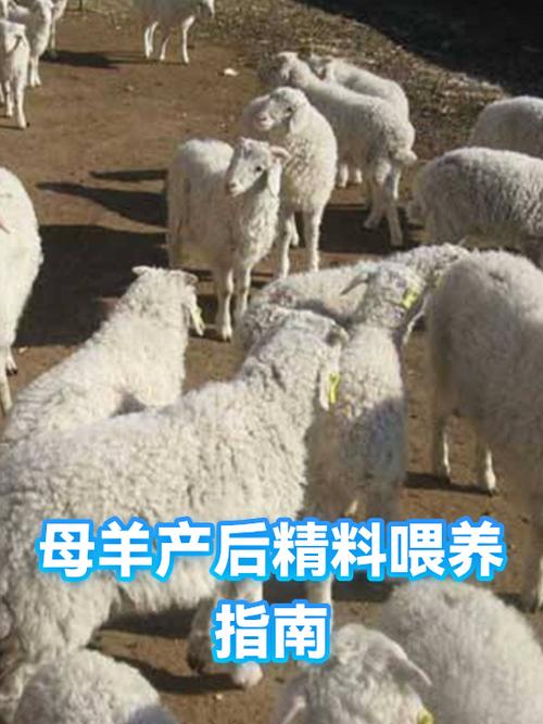 哺乳期母羊精料配比缩略图