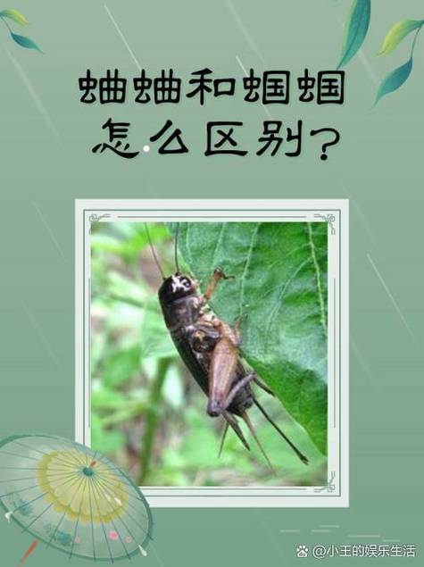 蛐蛐与蝈蝈有什么区别缩略图
