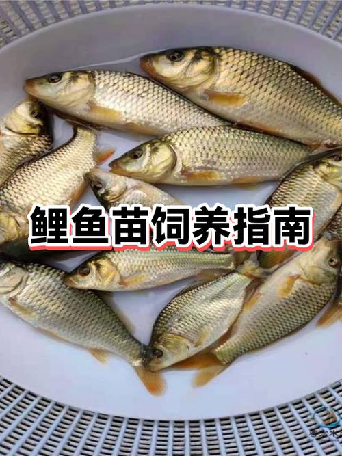 锦鲤之家论坛官网登录入口缩略图