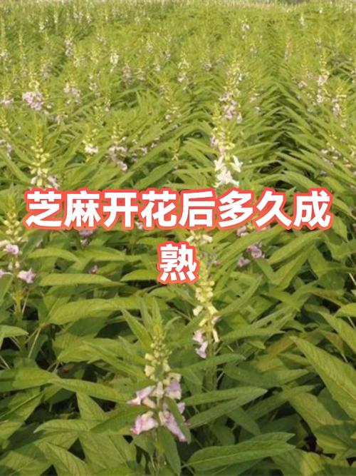 芝麻几月开花缩略图